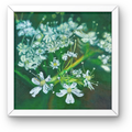 White Myrrh Flowers Canvas Print – A3 Botanical Wall Art